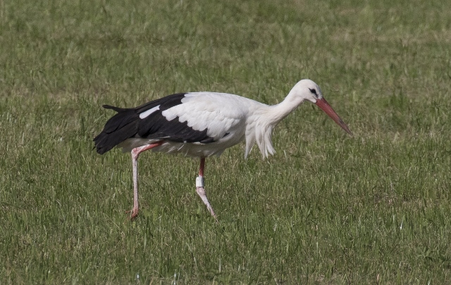 Weißstorch, Ciconia ciconia  Foto: V. Herdtle