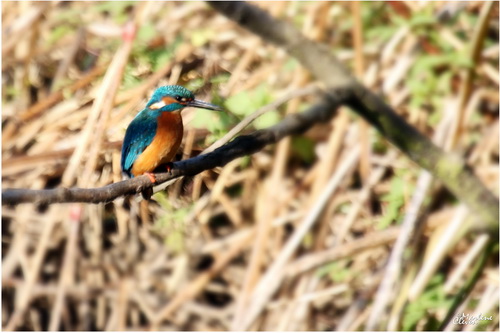 Eisvogel - Okt. 2016