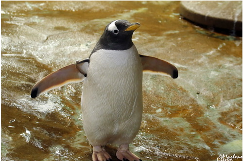 Eselspinguin - Jan. 2017