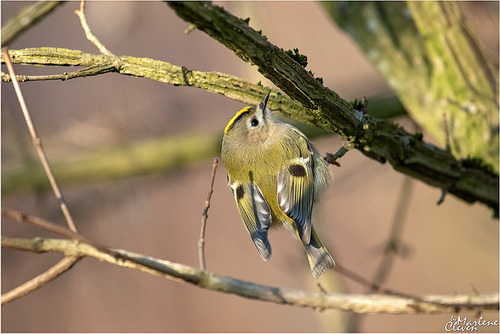 Wintergoldhähnchen - Jan. 2019