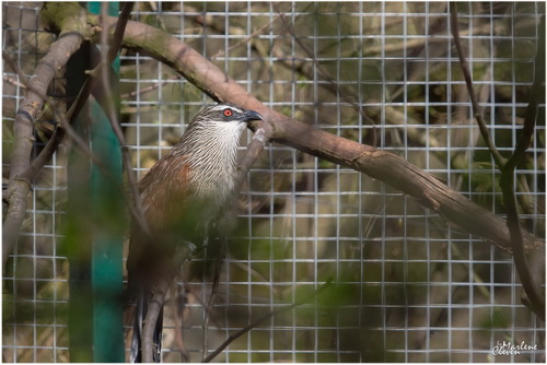 Weißbrauenkuckuck - März 2019