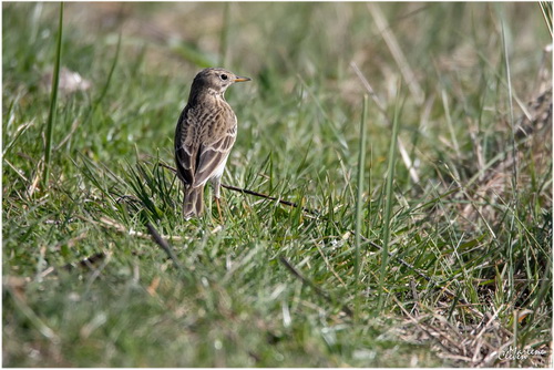 Wiesenpieper - Apr. 2019