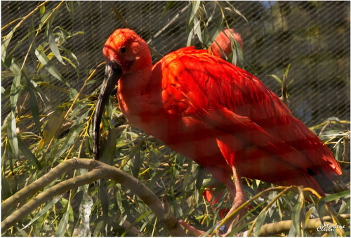 Roter Scharlachsichler - Sep. 2016