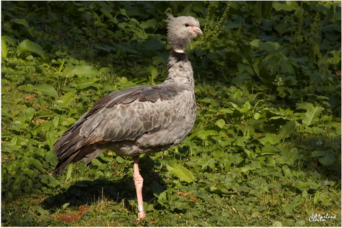 Halsband-Wehrvogel - Sep. 2016