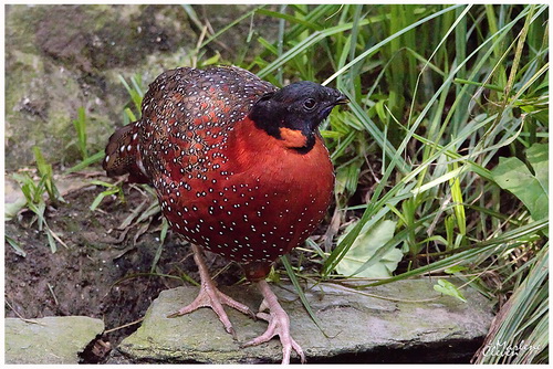 Satyr Tragopan - Aug. 2018