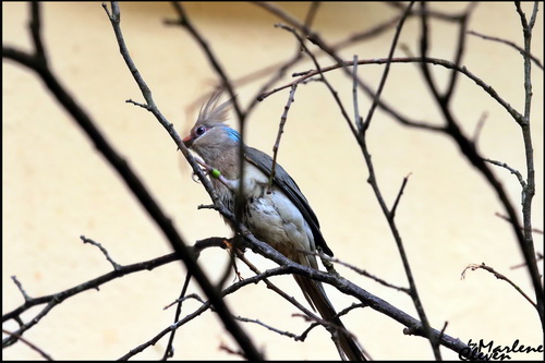 Blaunackenmausvogel - Nov. 2016