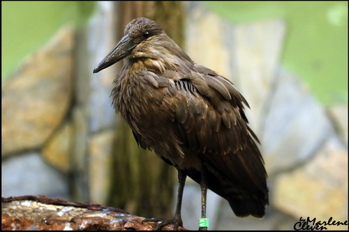 Hammervogel/Schattenvogel - Nov. 2016