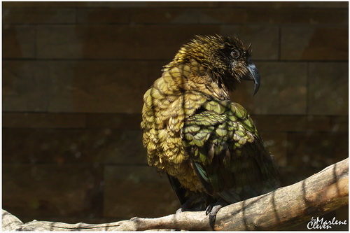Kea Bergpapagei - Aug. 2016