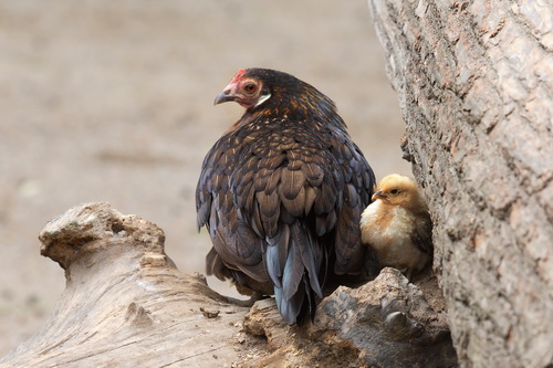 Huhn mit Küken - Jul. 2016
