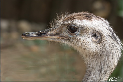 Nandu - Jul. 2016