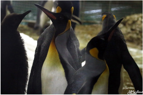 Königspinguin - Jan. 2017