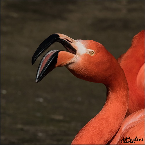 Chile-Flamingo - Apr. 2016
