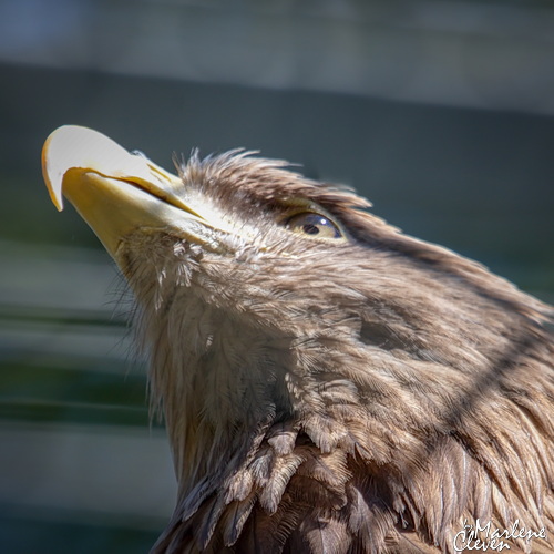 Seeadler - Mai 2017