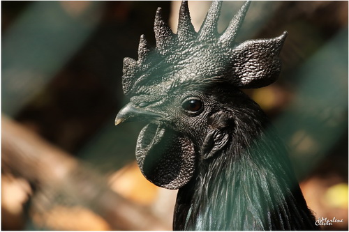 Cemani-Huhn - Mai 2018