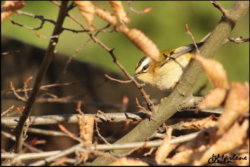 Sommergoldhähnchen - Feb. 2017