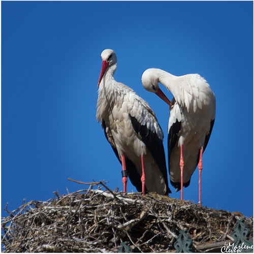 Weißstorch - Mai 2017
