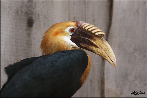 Papua-Hornvogel - Sep. 2016