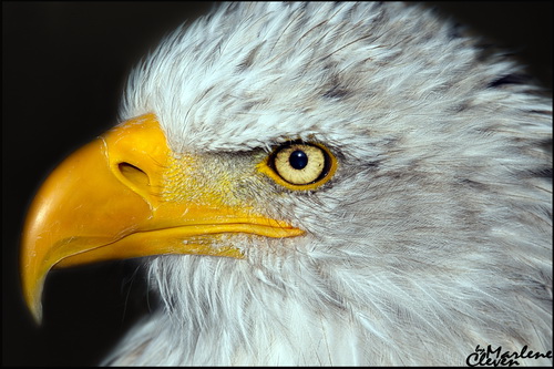 Weißkopfseeadler - Okt. 2017