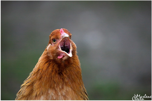 Brahma-Huhn - Jan. 2018