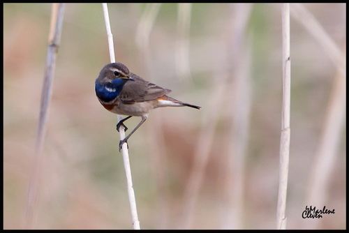 Blaukehlchen - Nov. 2018
