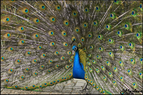 Pfau - Apr. 2016