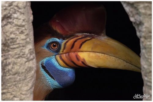 Helmhornvogel - Aug. 2018
