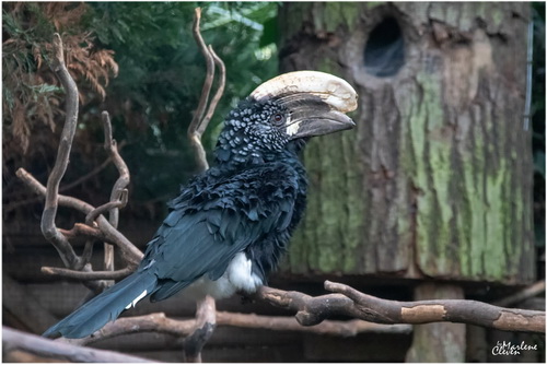 Silberwangenhornvogel - Okt. 2019