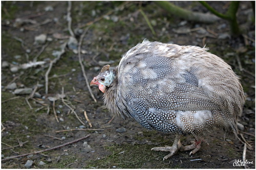 Hhner-Birkhhner-Pfaue-Fasane - by-marlene-clevens Webseite!