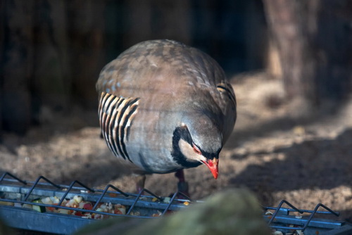 Alpensteinhuhn - Nov. 2019
