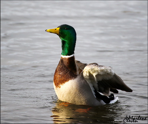 Stockente m. - Jan. 2016
