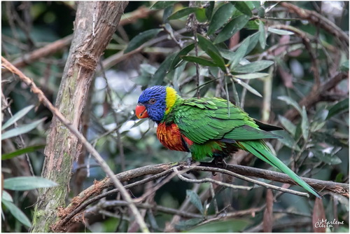 Tasmanien-Blauwangenallfarblori - Okt. 2019