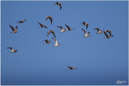 Große Brachvögel - Apr. 2019