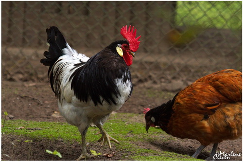 Lakenfelder Huhn - Aug. 2016