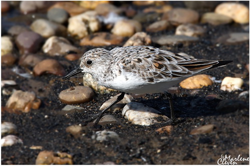 Sanderling - Mai 2017