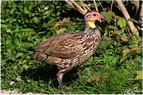 Geierperlhuhn - Mai 2017