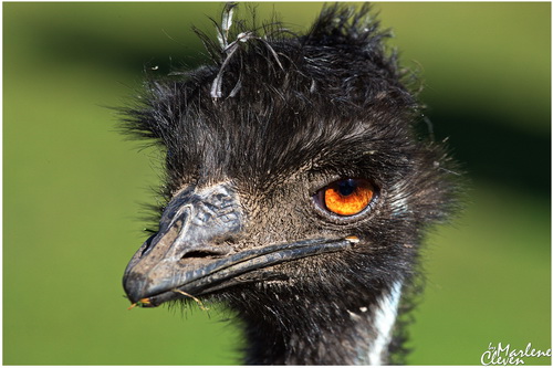 Emu - Mrz. 2017
