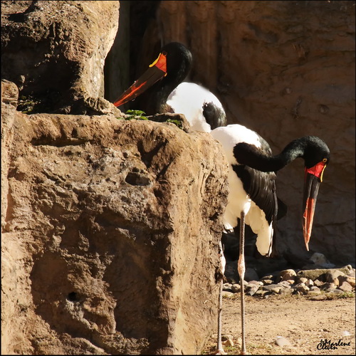 Sattelstorch - Okt. 2016