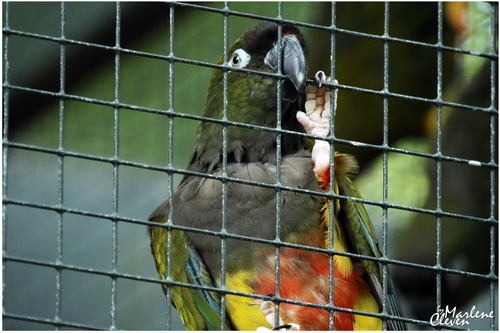 Felsensittich - Sep. 2016