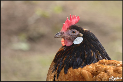 Hhner-Birkhhner-Pfaue-Fasane - by-marlene-clevens Webseite!