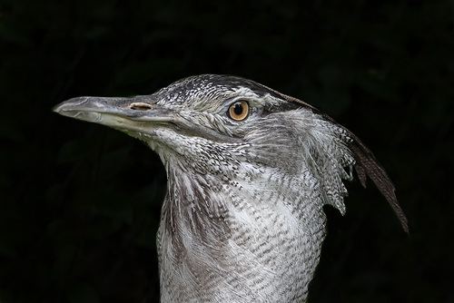 Südlicher riesen-Koritrappe - Jun. 2018