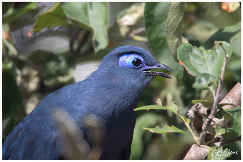 Blauseidenkuckuck - Aug. 2018