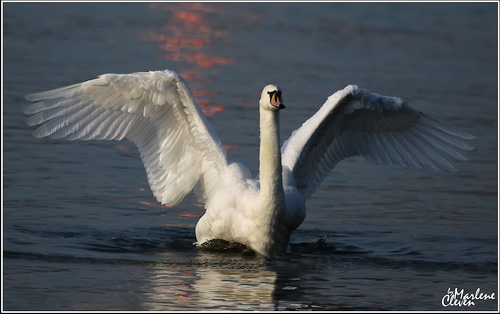 Höckerschwan - Jan. 2016