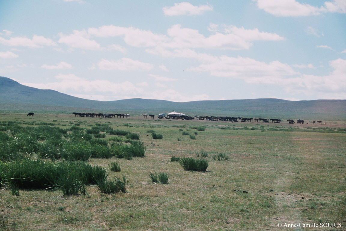 Campement de gers (yourtes) et troupeau de chevaux