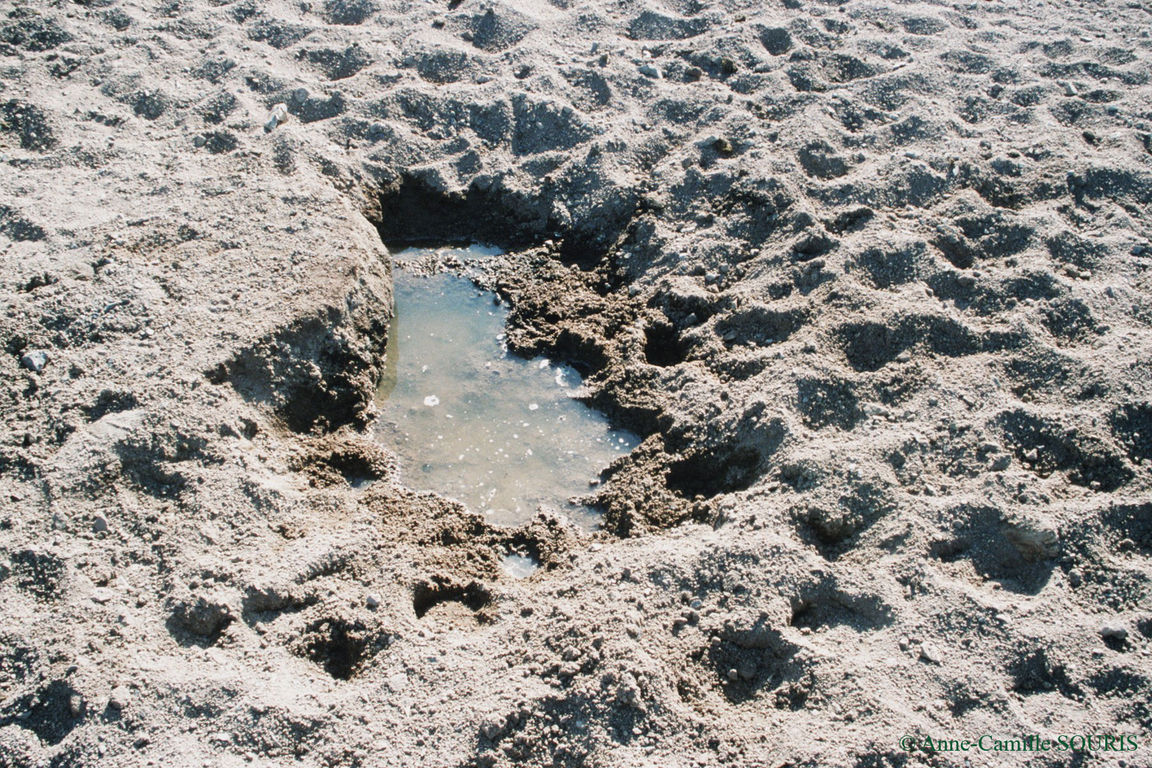 Trou creusé par un Khulan au niveau du lit d'une rivière asséchée pour pouvoir accéder à l'eau