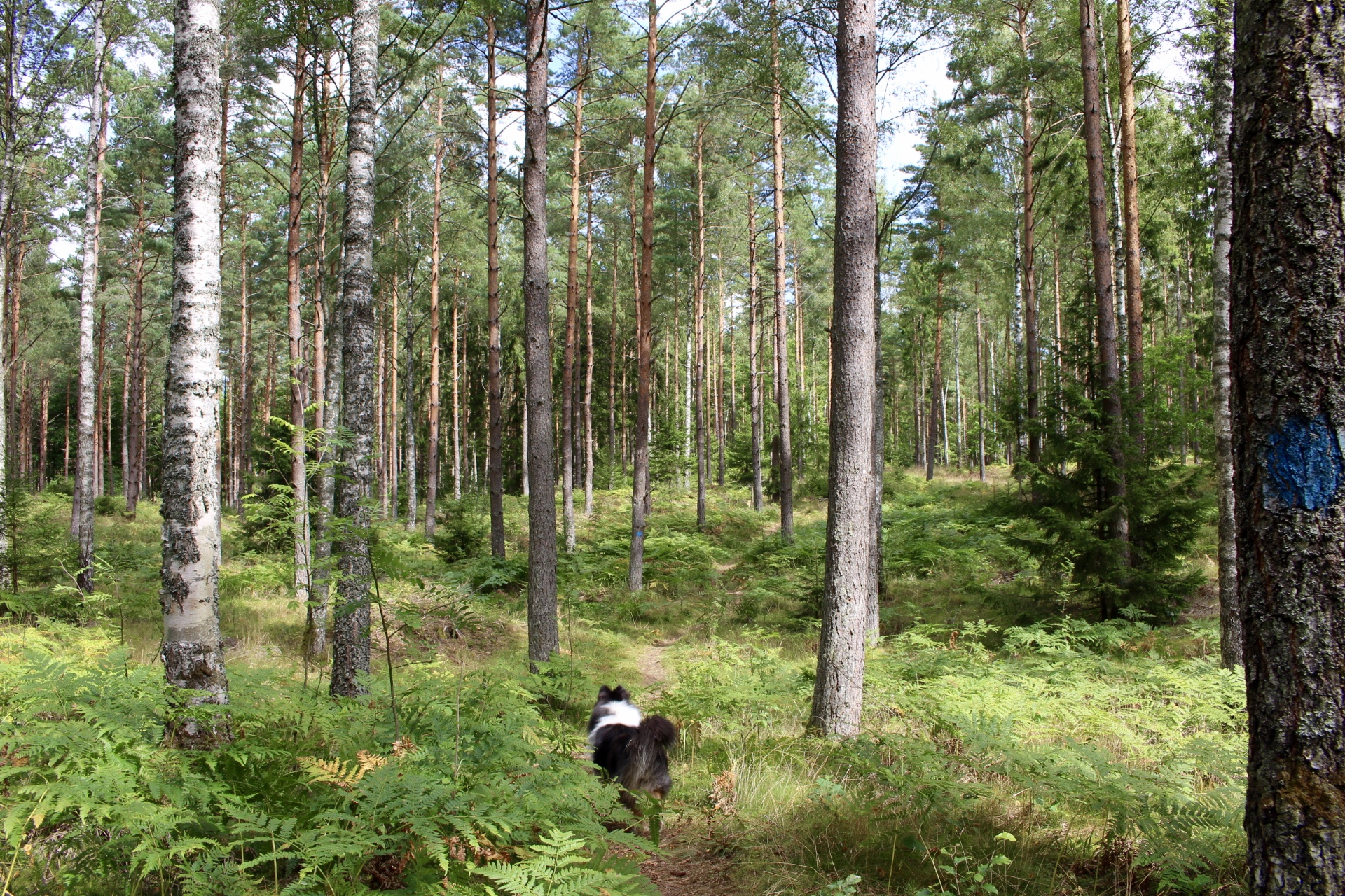 Morgenrunde mit Frau Hund. Auch an Getnö Gard grenzen Wanderwege