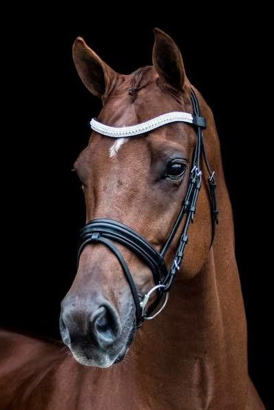 Frans Koeman Horses About us