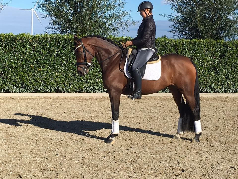 3 years old sold to Germany