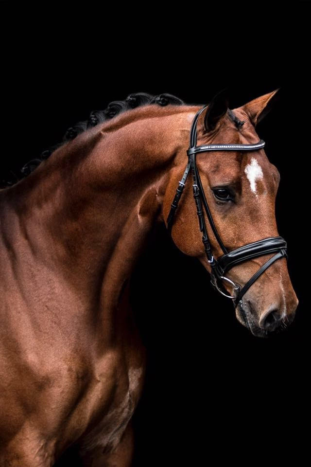 Find my dressage horse Frans Koeman