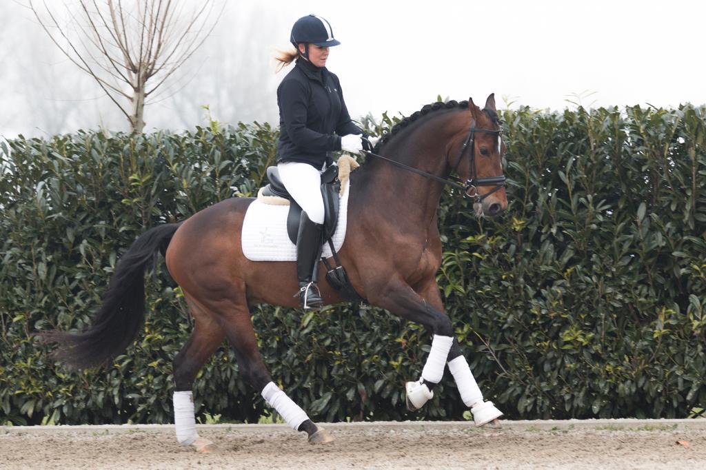 Approved stallion sold to the UK