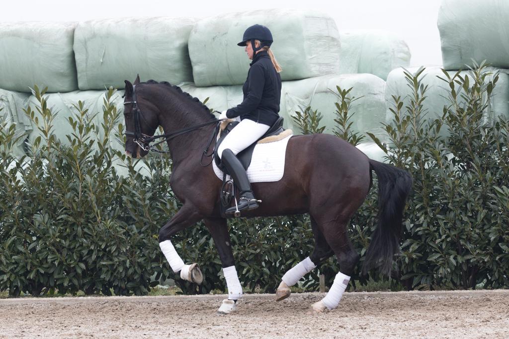 Prix St. Georges level sold to the UK